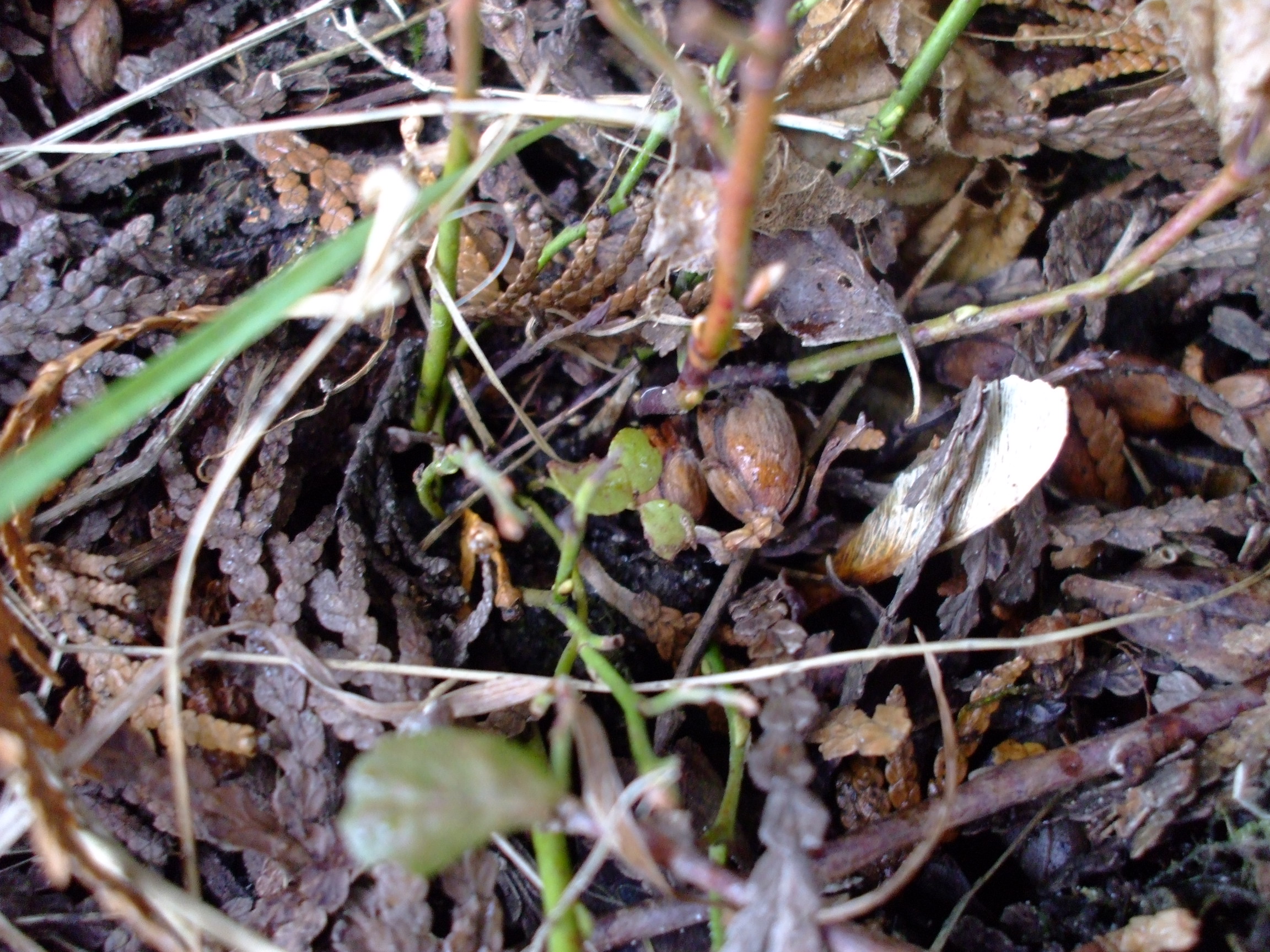 Vaccinium membranaceum